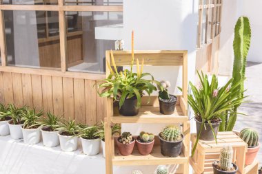 Kaktüs, Succulents siyah plastik kapta 