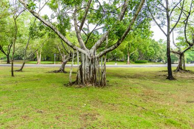 Karmaşık banyan ağacı kökünün