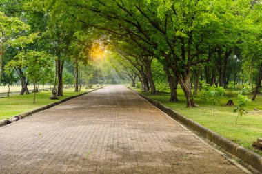 yolu kentsel parkta yalnız büyük ağaç