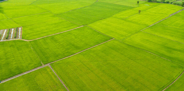 Aerial view of Fields with various types of agriculture in rural