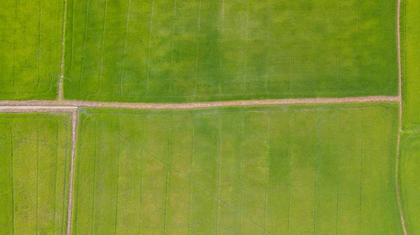 Contexte des champs avec différents types d'agriculture en milieu rural — Photo