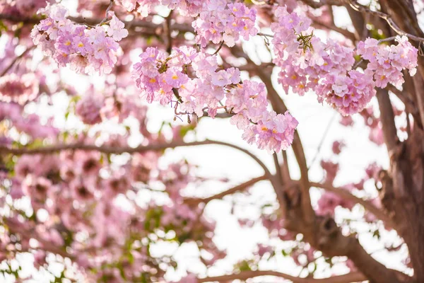 Tabebuia rosea é uma flor rosa árvore neotropical e céu azul — Fotografia de Stock