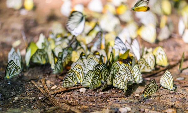 许多粉蝶科蝴蝶收集在地板上的水 — 图库照片