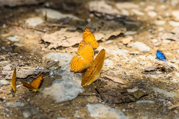 许多粉蝶科蝴蝶收集在地板上的水 — 图库照片