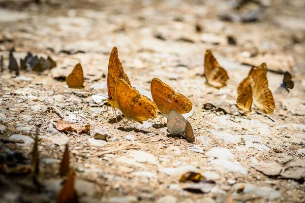 ผีเสื้อ Pieridae หลายตัวรวบรวมน้ําบนพื้น — ภาพถ่ายสต็อก