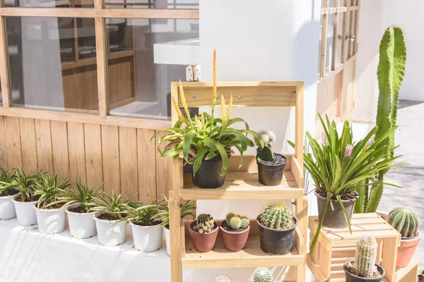 Kaktüs, Succulents siyah plastik kapta 