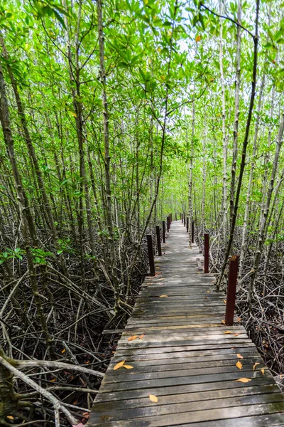 Nature learning path, made from wooden, and walk through Ceriops