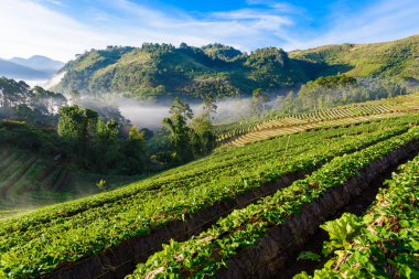 çilek çiftlik dizi katman DOI angkhang Mountain, tepede ch