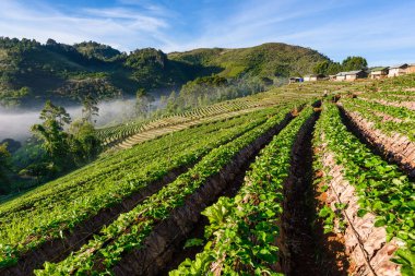 çilek çiftlik dizi katman DOI angkhang Mountain, tepede ch