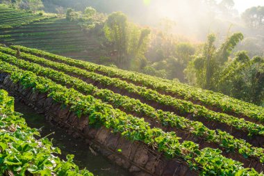 Çilek Çilek bir gruptaki satırlar