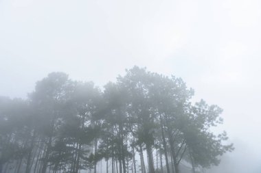 Güzel Çam ormanıyla sis ve gezgin