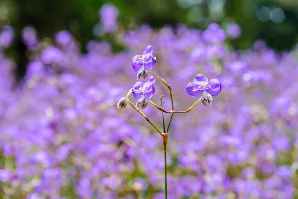 Campo de flores de serpente — Fotografia de Stock