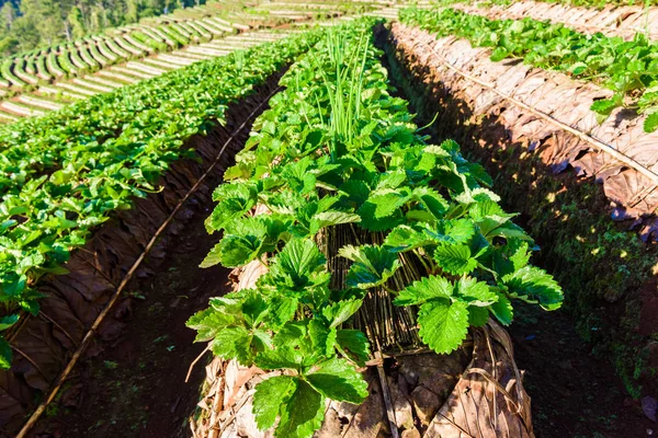 Rangées de fraises dans une ferme de fraises — Photo