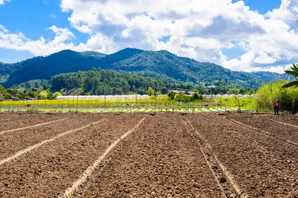 Preparação de solo para cultivo de morango, campo de morango Imagem De Stock