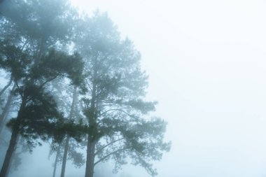 Güzel Çam ormanıyla sis ve gezgin