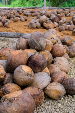 Kesme başıdır doğurmak için Hindistan cevizi parfüm