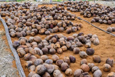 Kesme başıdır doğurmak için Hindistan cevizi parfüm
