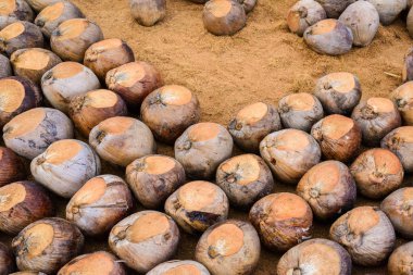 Kesme başıdır doğurmak için Hindistan cevizi parfüm