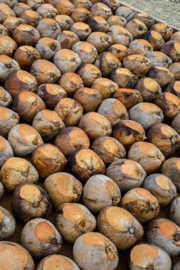 Kesme başıdır doğurmak için Hindistan cevizi parfüm