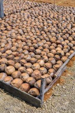 Kesme başıdır doğurmak için Hindistan cevizi parfüm