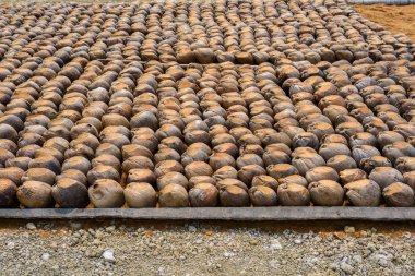 Kesme başıdır doğurmak için Hindistan cevizi parfüm