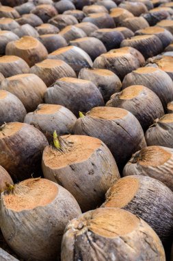 Kesme başıdır doğurmak için Hindistan cevizi parfüm