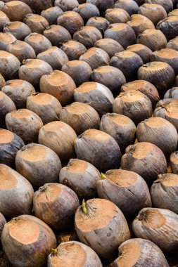 Kesme başıdır doğurmak için Hindistan cevizi parfüm