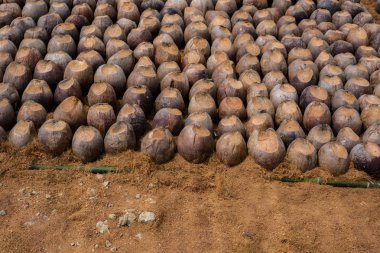 Kesme başıdır doğurmak için Hindistan cevizi parfüm