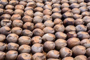 Kesme başıdır doğurmak için Hindistan cevizi parfüm