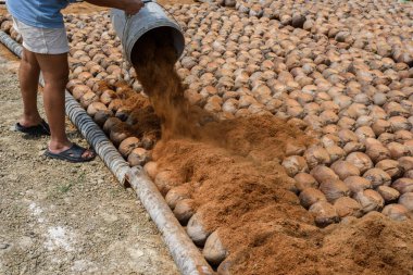 Bahçers Hindistan cevizi kabuklarının saç üzerine fısıldıyor 
