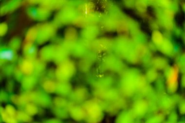 yeşil arka plan bulanık