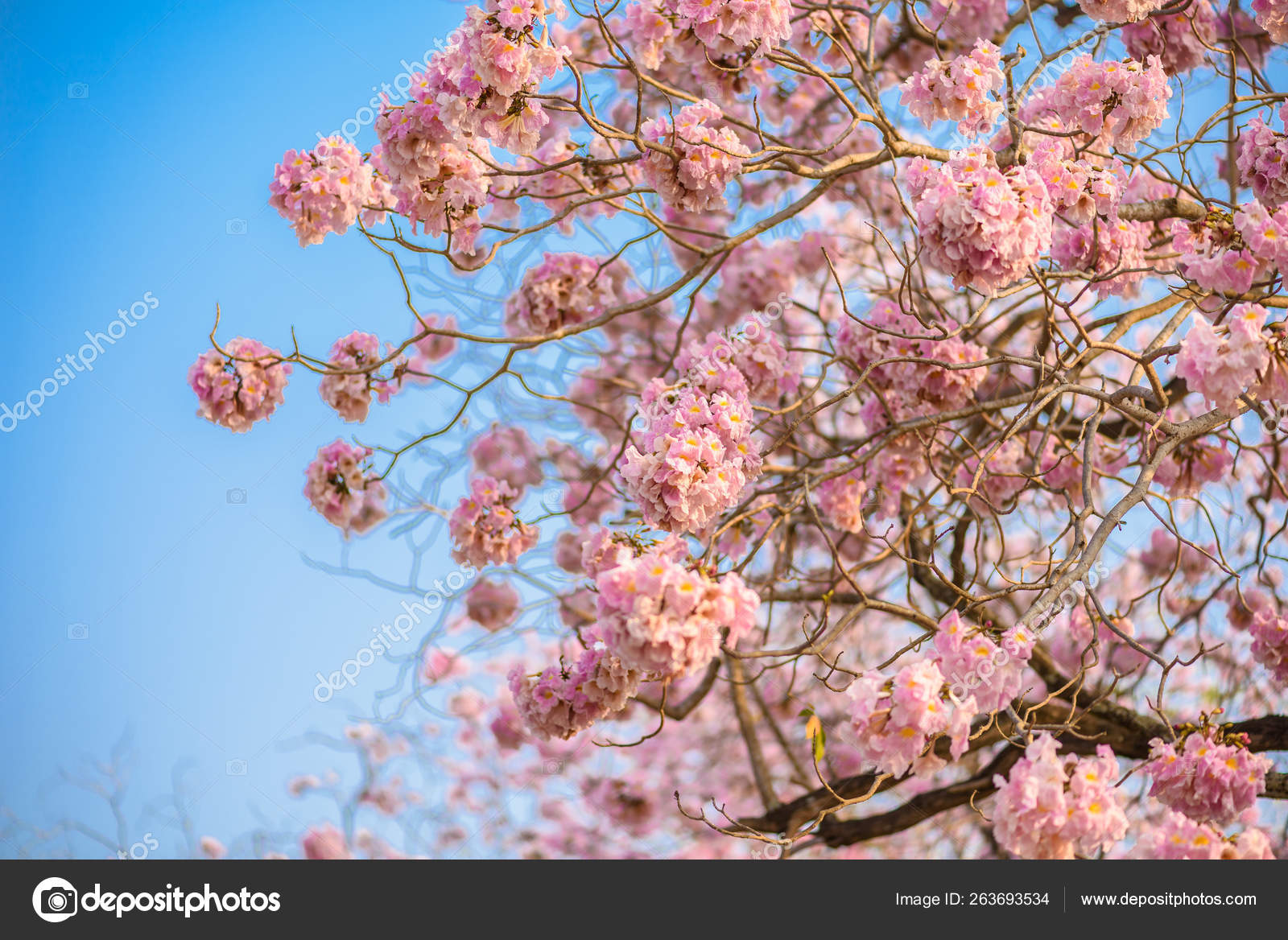 Tabebuia Rosea Est Un Arbre Neotropical Fleur Rose Et Bleu