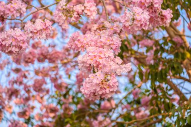 Tabebuia rosea pembe çiçek neotropikal ağaç