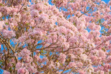 Tabebuia rosea pembe çiçek neotropikal ağaç