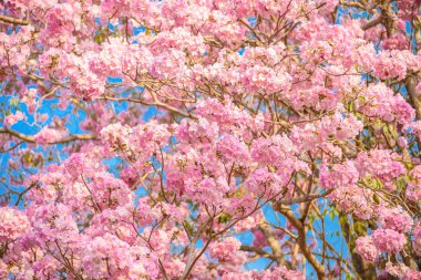 Tabebuia rosea pembe çiçek neotropikal ağaç