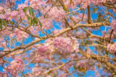 Tabebuia rosea pembe çiçek neotropikal ağaç