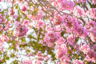 Tabebuia rosea pembe çiçek neotropikal ağaç