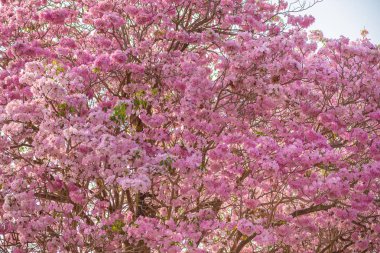 Tabebuia rosea pembe çiçek neotropikal ağaç