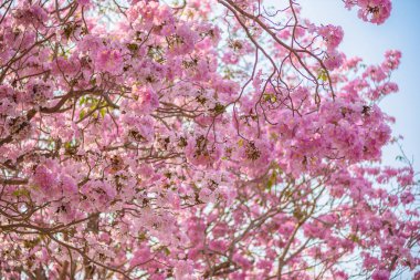 Tabebuia rosea pembe çiçek neotropikal ağaç