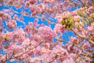 Tabebuia rosea pembe çiçek neotropikal ağaç