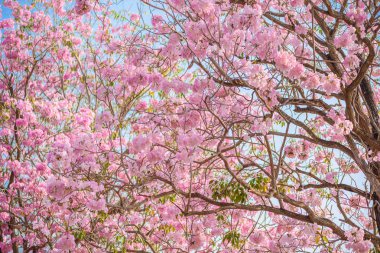 Tabebuia rosea pembe çiçek neotropikal ağaç