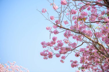Bir pembe çiçek Neotropik ağaç ve mavi gökyüzü Tabebuia rosea olduğunu