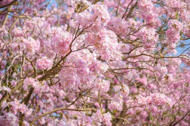 Tabebuia rosea pembe çiçek neotropikal ağaç