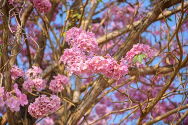Tabebuia rosea pembe çiçek neotropikal ağaç