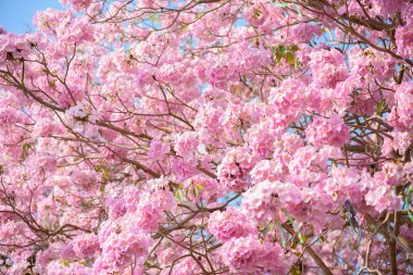 Tabebuia rosea pembe çiçek neotropikal ağaç
