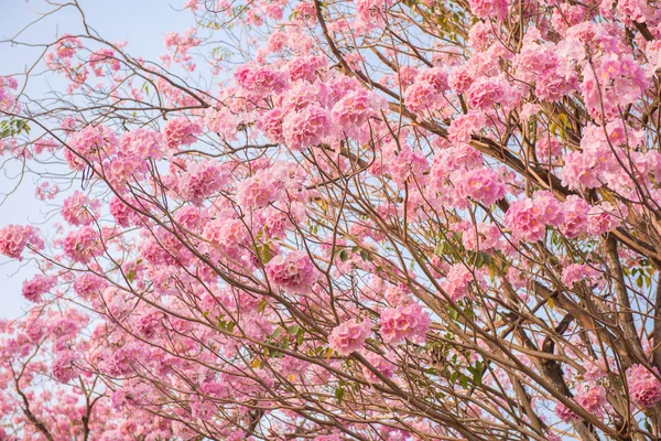 Tabebuia rosea ist ein neotropischer Baum mit rosa Blüten — Stockfoto
