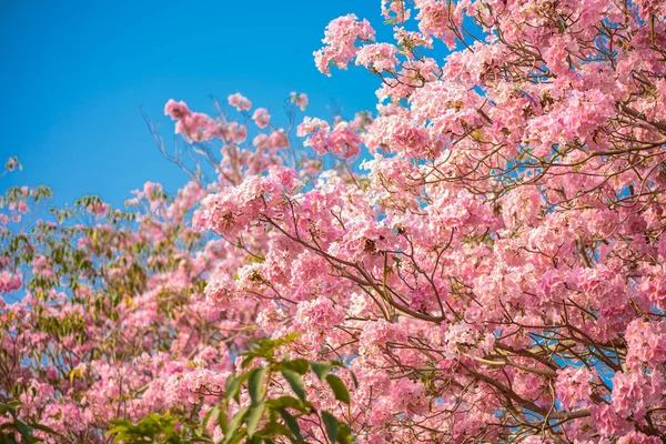 Tabebuia rosea ist eine rosa Blume neotropischer Baum und blauer Himmel — Stockfoto