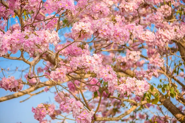 Tabebuia rosea ist ein neotropischer Baum mit rosa Blüten — Stockfoto