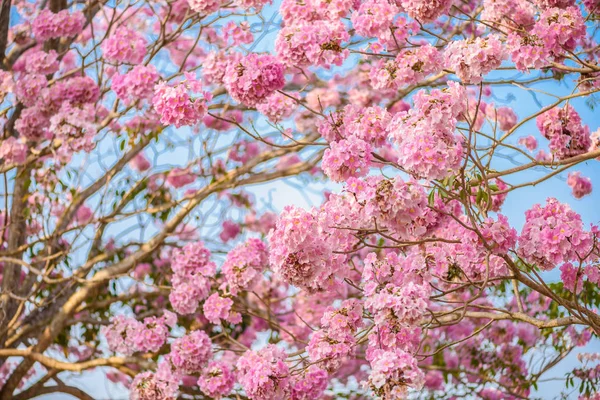 Tabebuia rosea pembe çiçek neotropikal ağaç