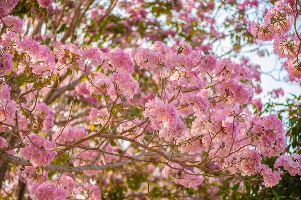 Tabebuia рожева це рожева квітка нетропального дерева — стокове фото